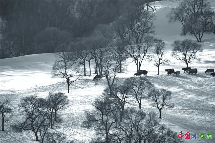一起去看美丽的坝上草原,秋季坝上草原游记