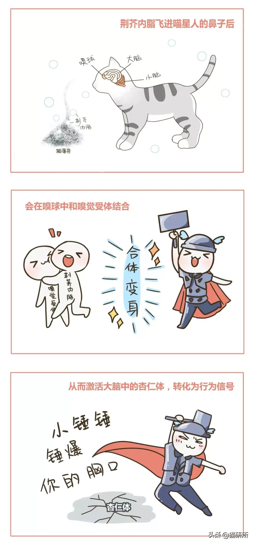 猫薄荷骗猫喝水有危害吗,为什么猫吸猫薄荷会上瘾