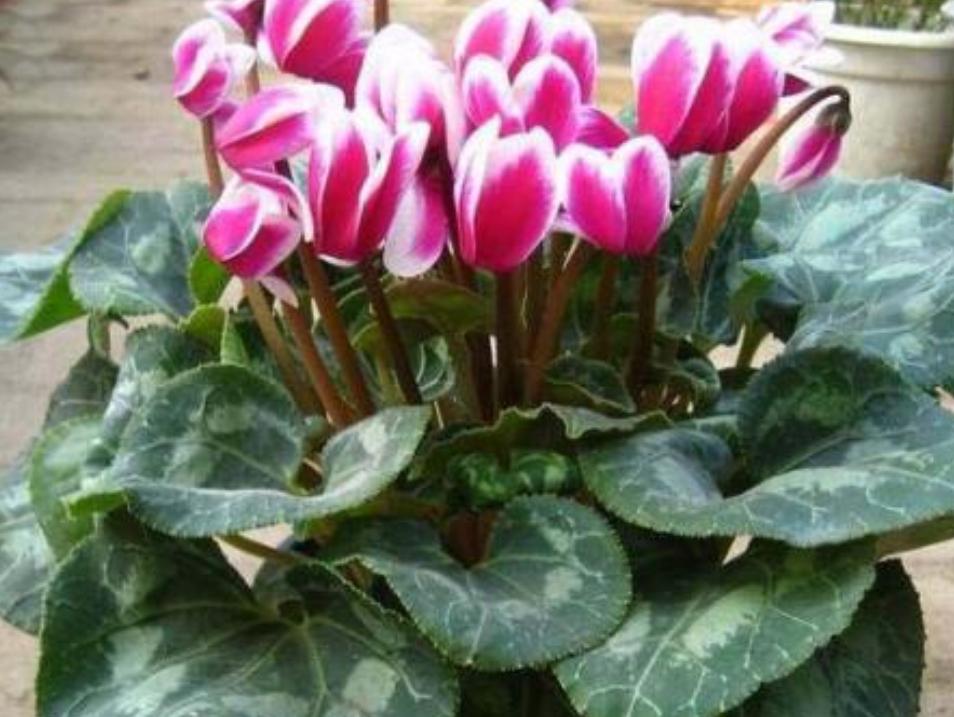 仙客来开的花萎蔫倒伏是什么原因,仙客来叶子变黄萎蔫是什么原因