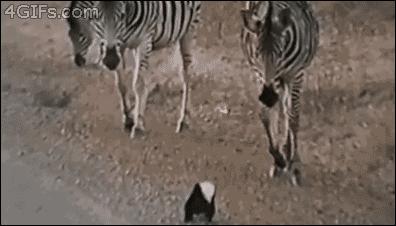 平头哥真正无所畏惧的原因是什么,我们看到平头哥的眼睛会怎么样