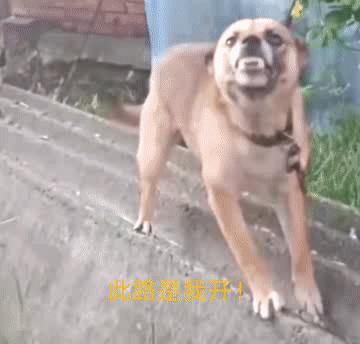 男子用指狗不咬法吓恶犬,四川男子爷爷教指狗不咬法