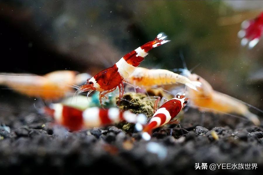 人工养殖虾最新价格,最新的观赏虾