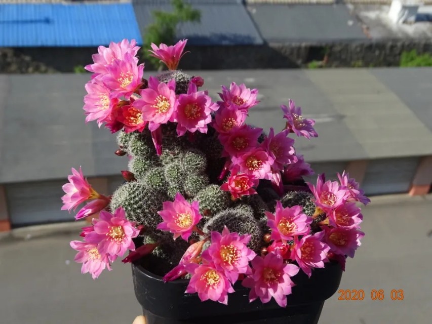 太极莲仙人球,狂莲仙人球