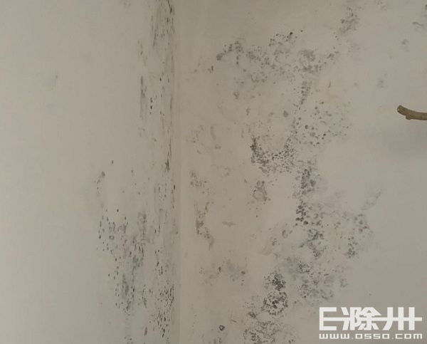 墙纸发霉撕下后墙壁有霉斑,气候潮湿墙纸发霉严重怎么办