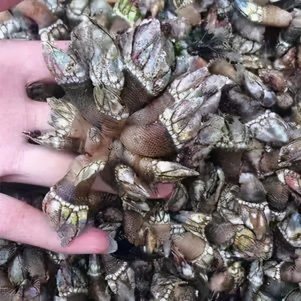 蹇嶄笉浣忔媿缇庨鍙戞湅鍙嬪湀,鍑″皵璧涚編椋熷