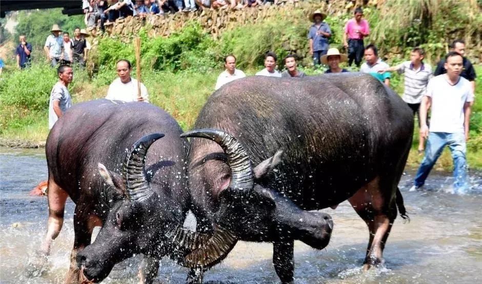 斗牛士骑马式斗牛,斗牛不仅仅是一场与牛的较量