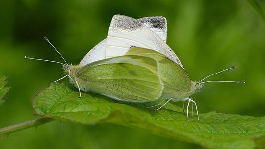 昆虫的情感世界并不逊色于人类,它们也有形形色色的求爱招数