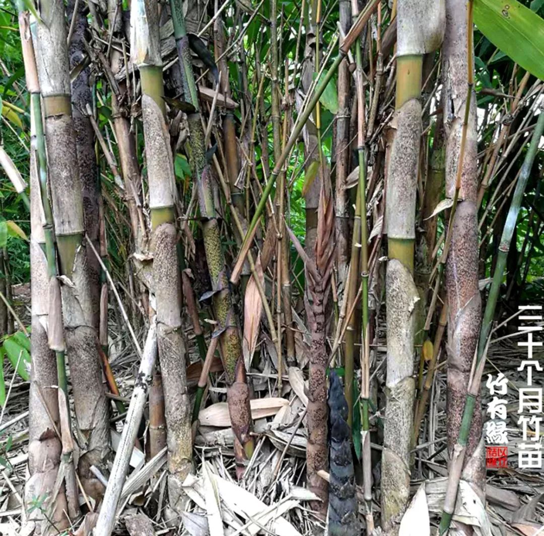 巨龙竹种多久成材,养龙竹风水