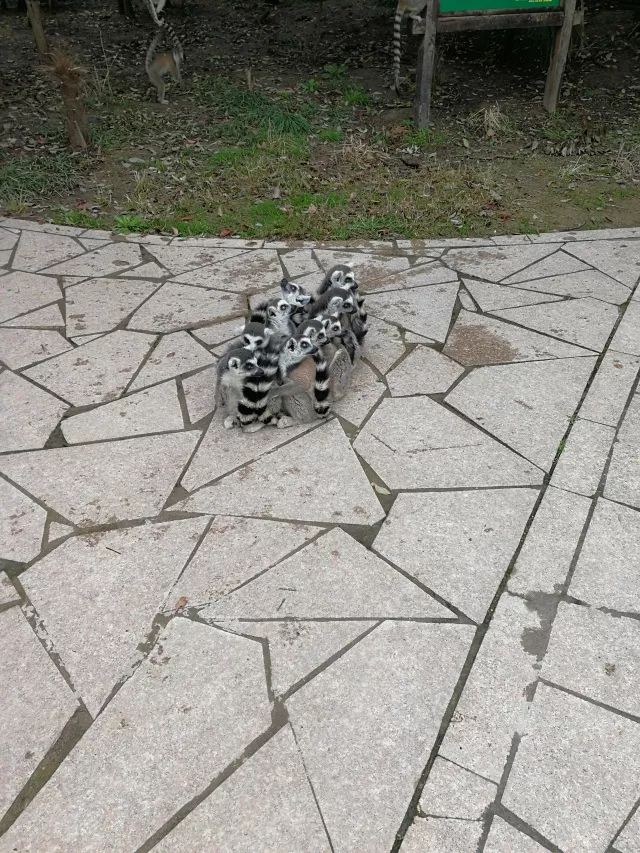 在上海迪士尼怎么玩比较快呢,在上海迪士尼玩一整天