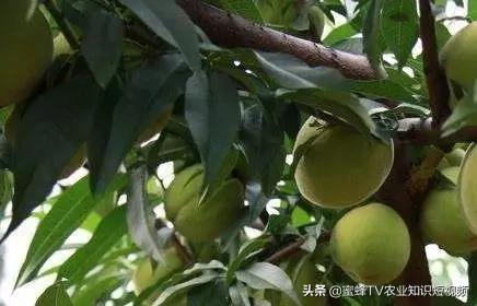 桃树流胶病症防治,桃树流胶病咋治