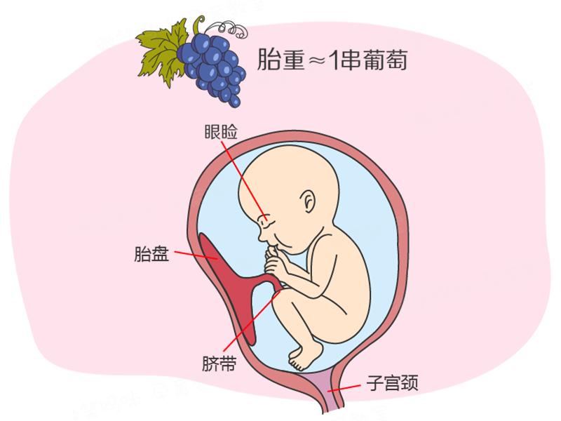 孕30周到31周胎儿体重涨了100克,孕期40周指南