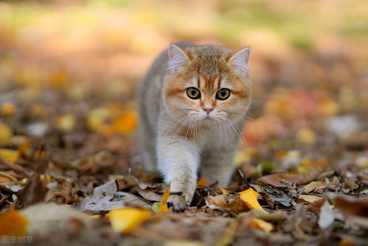 三个月的小猫感冒了会自愈吗,三个月的宝宝感冒了怎么办