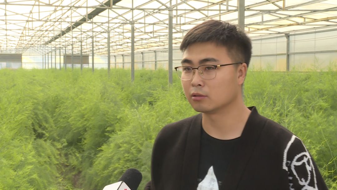 如皋城北街道野林村芦笋现状,芦笋产业乡村振兴