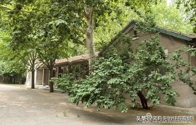 济南的法国梧桐,济南梧桐树美景