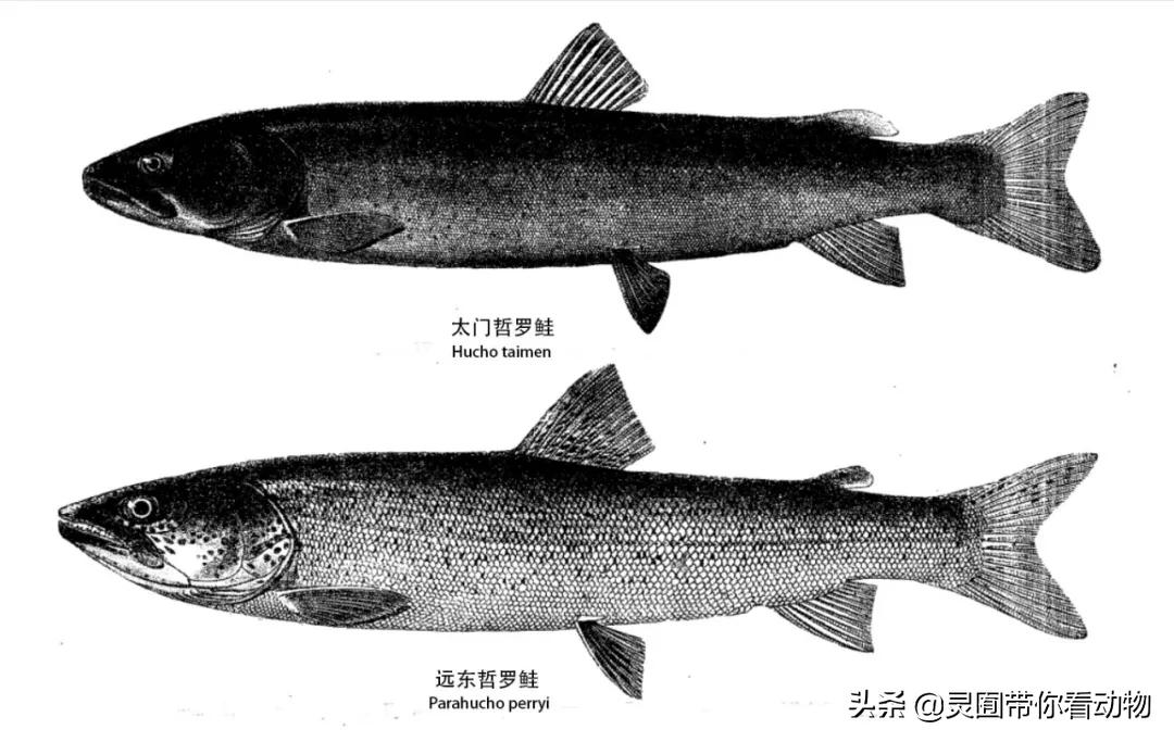 金日成爱吃的它,居然已经在国内绝迹?