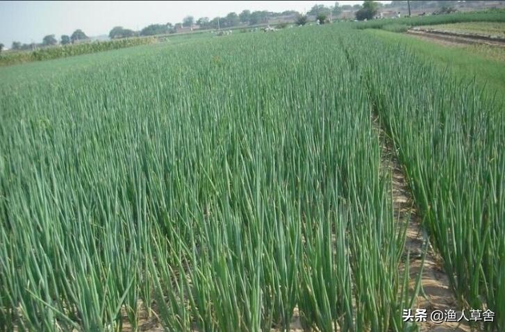 中国地理标志农产品品牌有标识吗,全国农产品地理标志排名