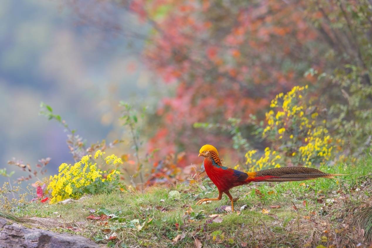 佳能r5和r5哪个更适合拍鸟,佳能eosr5适合拍鸟吗