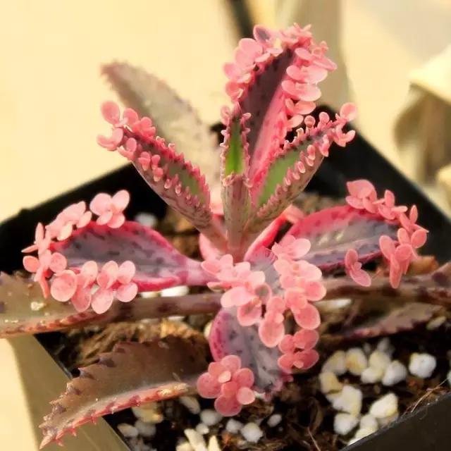 最值得买的多肉品种,包邮最漂亮多肉