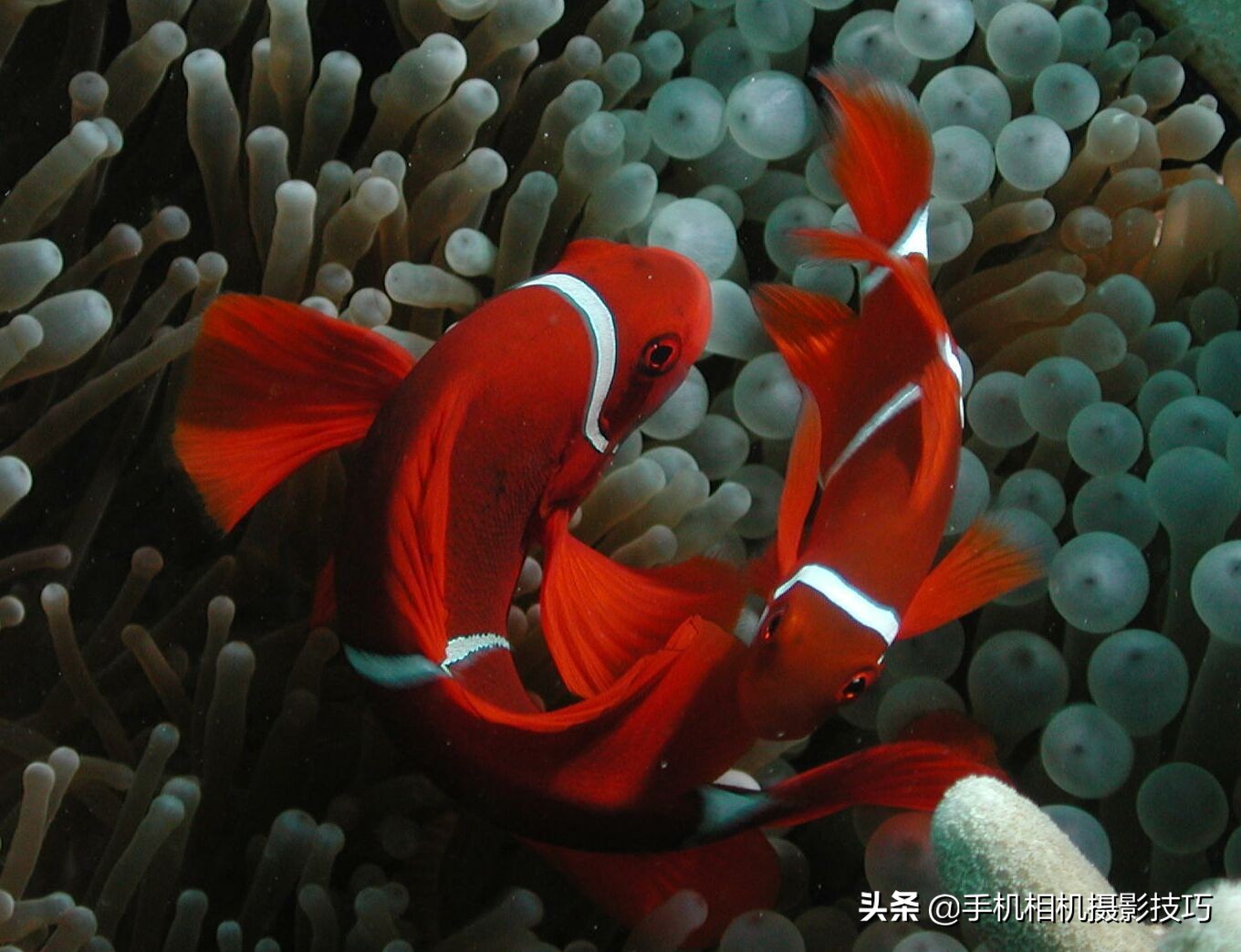 图片噪点太高后期能处理吗,噪点太高的照片后期怎么处理