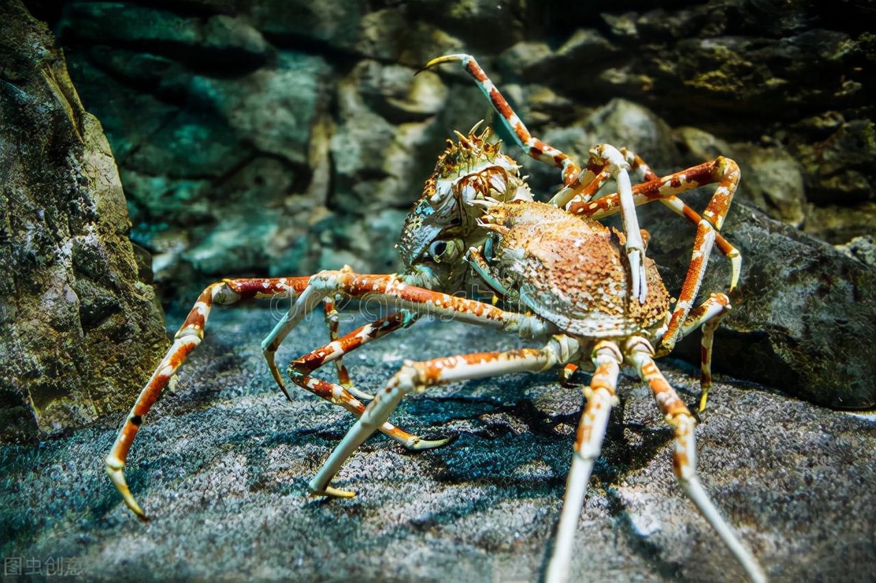 水下世界深海恐惧症,深海恐惧症水下若隐若现