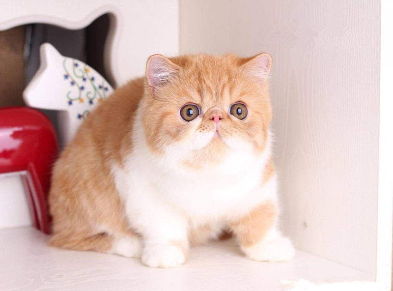 没有攻击性的猫,公认无攻击性的猫你最喜欢哪只