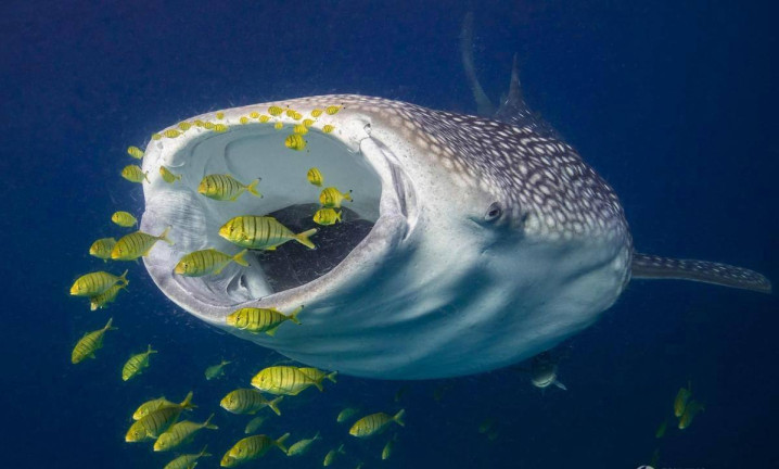 八种你没听说过的珍稀鲨鱼,鲨鱼身上不为人知的五个秘密