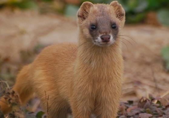 黄鼠狼为什么叫做黄大仙科学原理,老祖宗为什么说黄鼠狼不能抓