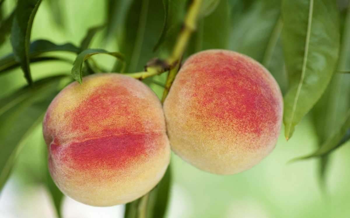 桃树结的果子容易生虫是什么原因,桃树开花用什么农药结果不生虫子