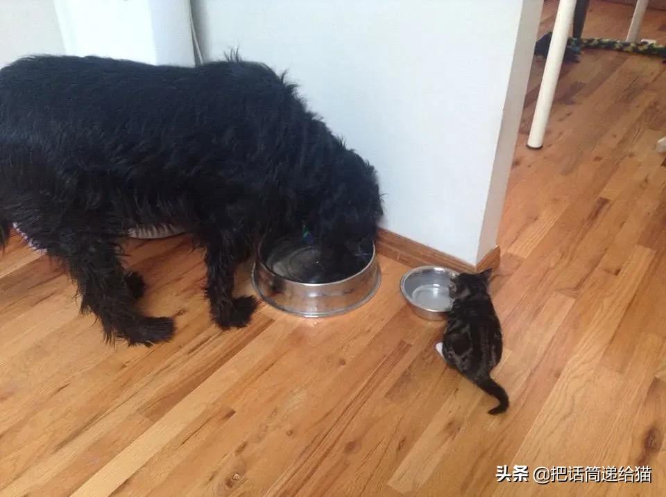 猫兄妹可爱视频,矮脚猫兄妹