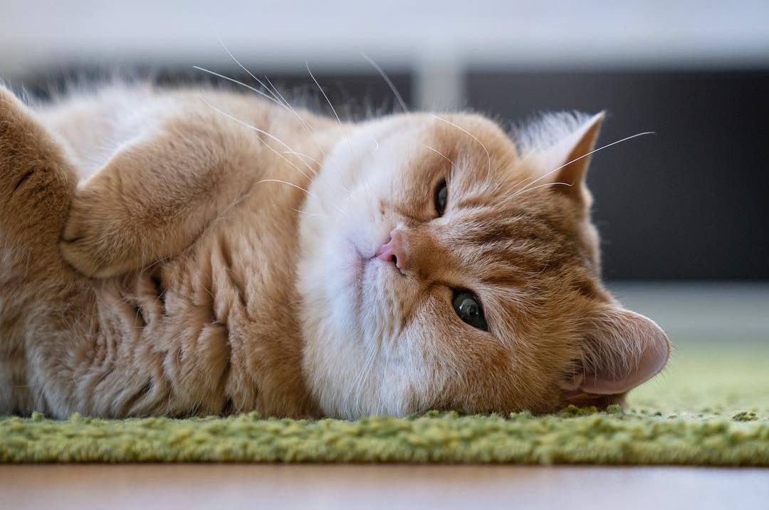 夏季小猫咪中暑,夏天猫咪中暑