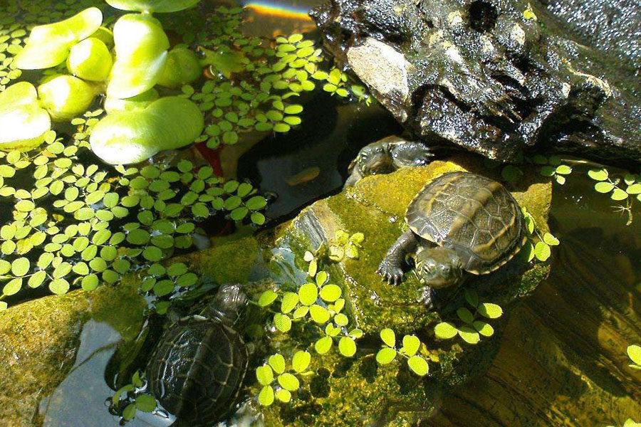 乌龟中暑了会自己好吗,乌龟暴晒中暑