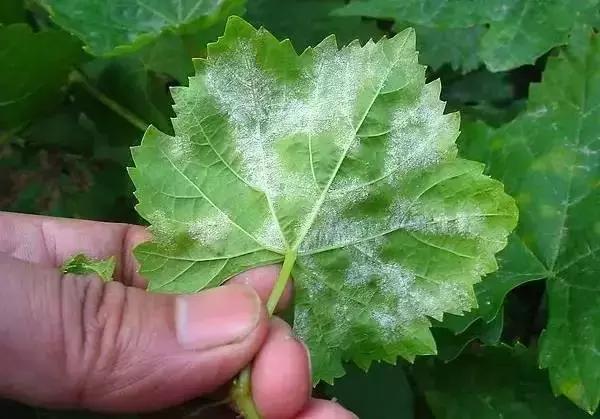 克瑞森葡萄常见病害,夏黑葡萄常见病害及防治