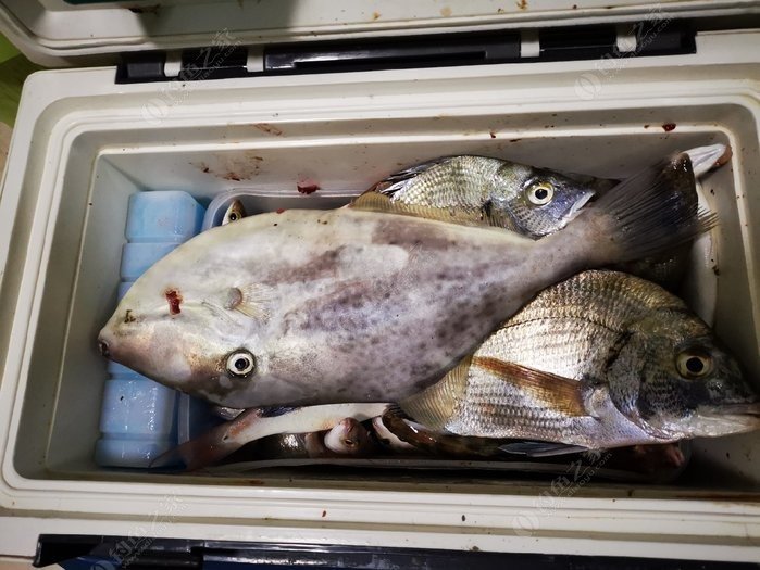 矶钓一竿远,精彩矶钓