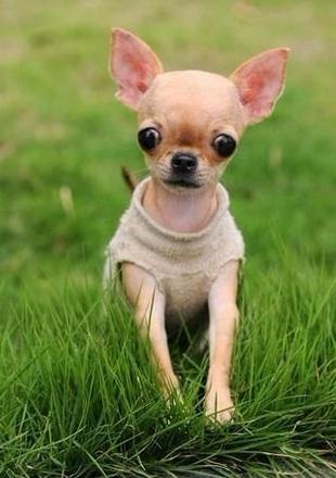 各品种犬最常见的遗传缺陷，在养待养的都看一下