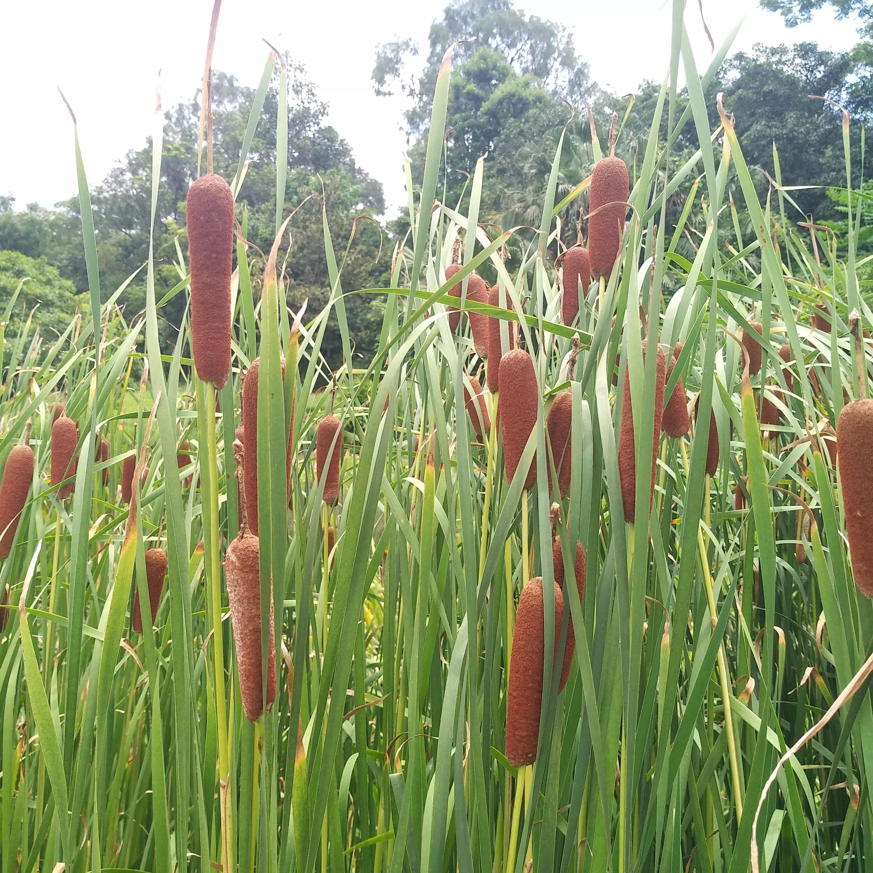 高考后想学临床医学,高考后想学中医