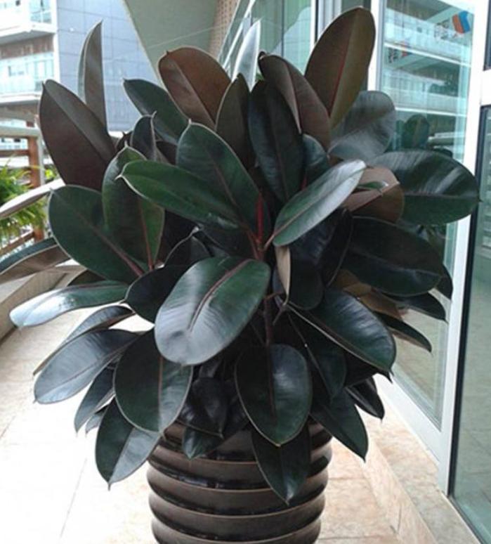 去甲醛异味的植物,新房除甲醛除异味去除装修污染