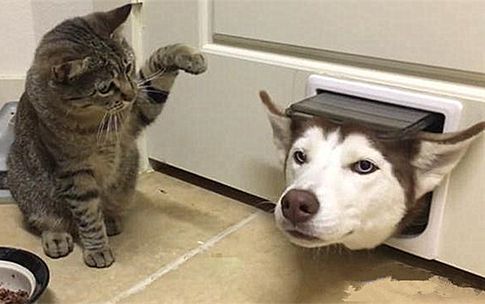 猫的前肢骨骼结构图,猫骨骼结构图及说明