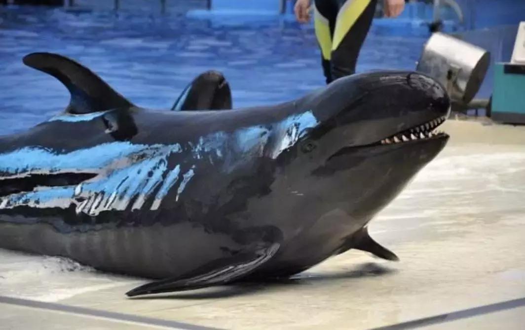 天津丽思卡尔顿酒店前身是什么,天津丽思卡尔顿自助餐双人