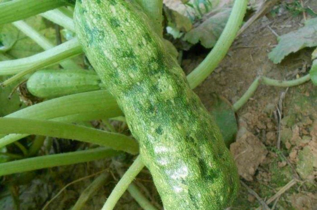 西葫芦病毒病的症状及其防治方法,西葫芦病毒病怎么防治视频