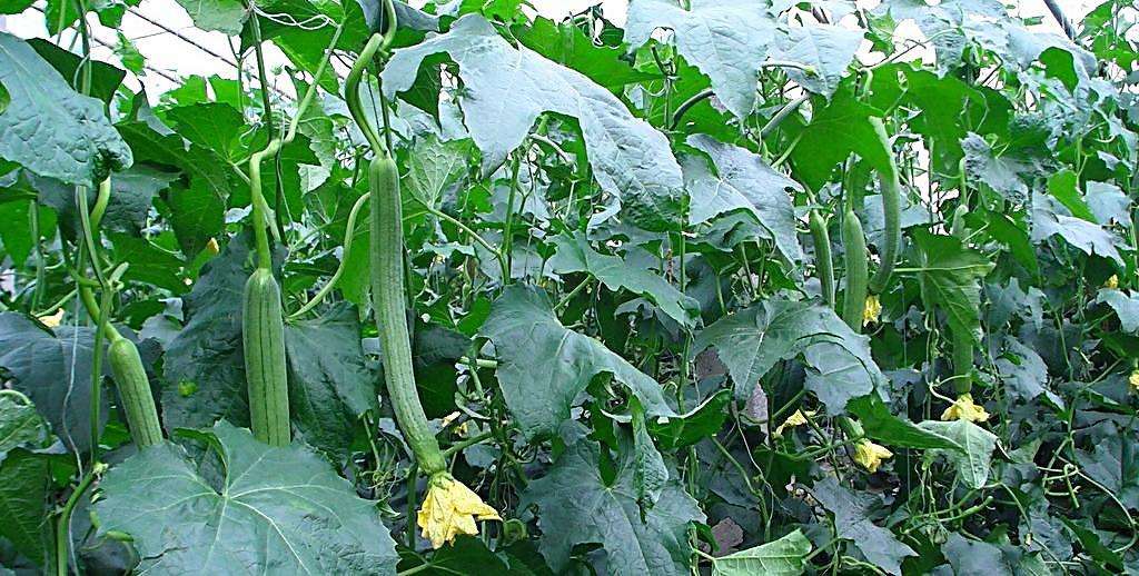 向往田园生活和体验往往有差距,向往田园生活却又逃避田园生活