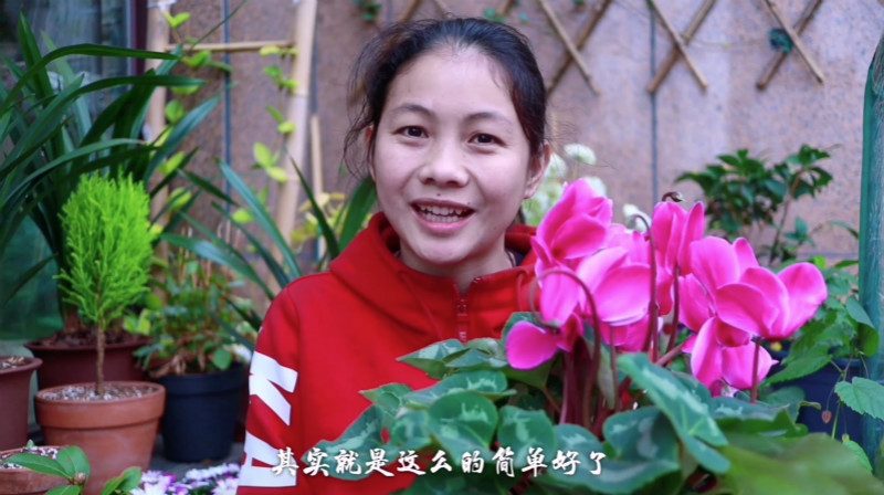 仙客来刚买了三天花茎发蔫弯下来,买回来的仙客来叶子打蔫了怎么办