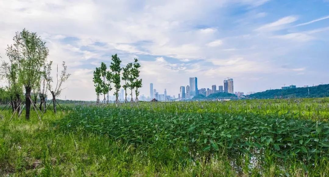 来长沙一定要来橘子洲,长沙橘子洲值得去吗