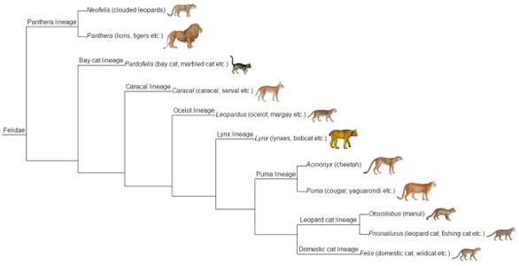 猫咪未来可期,猫咪统治人类的野心有多大