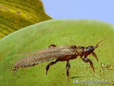 种菜防治病虫害最简单方法,种菜病虫害图片大全