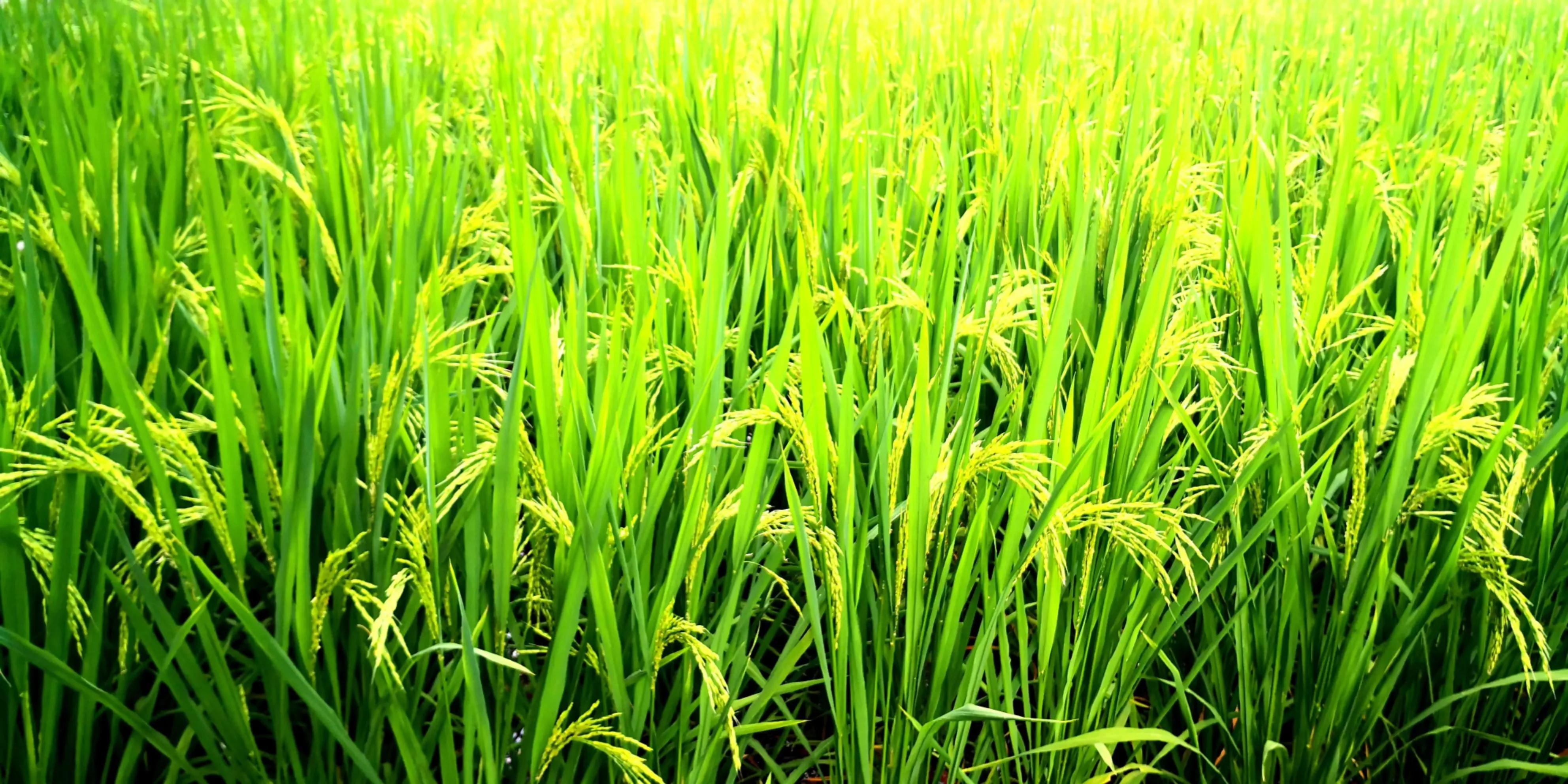 秋天的怀念作者,秋天的怀念