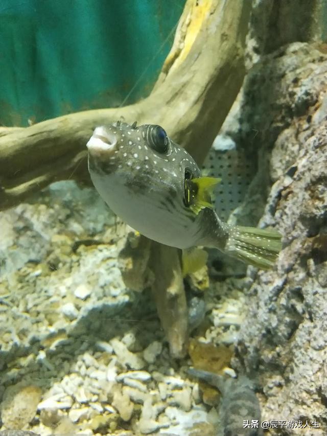 疫情下旅游人的悲哀,旅游者自述疫情