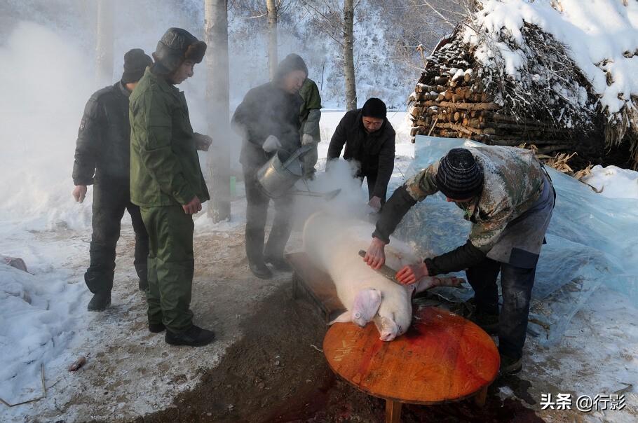 南方人感受东北杀年猪,冰天雪地杀年猪热气腾腾东北味