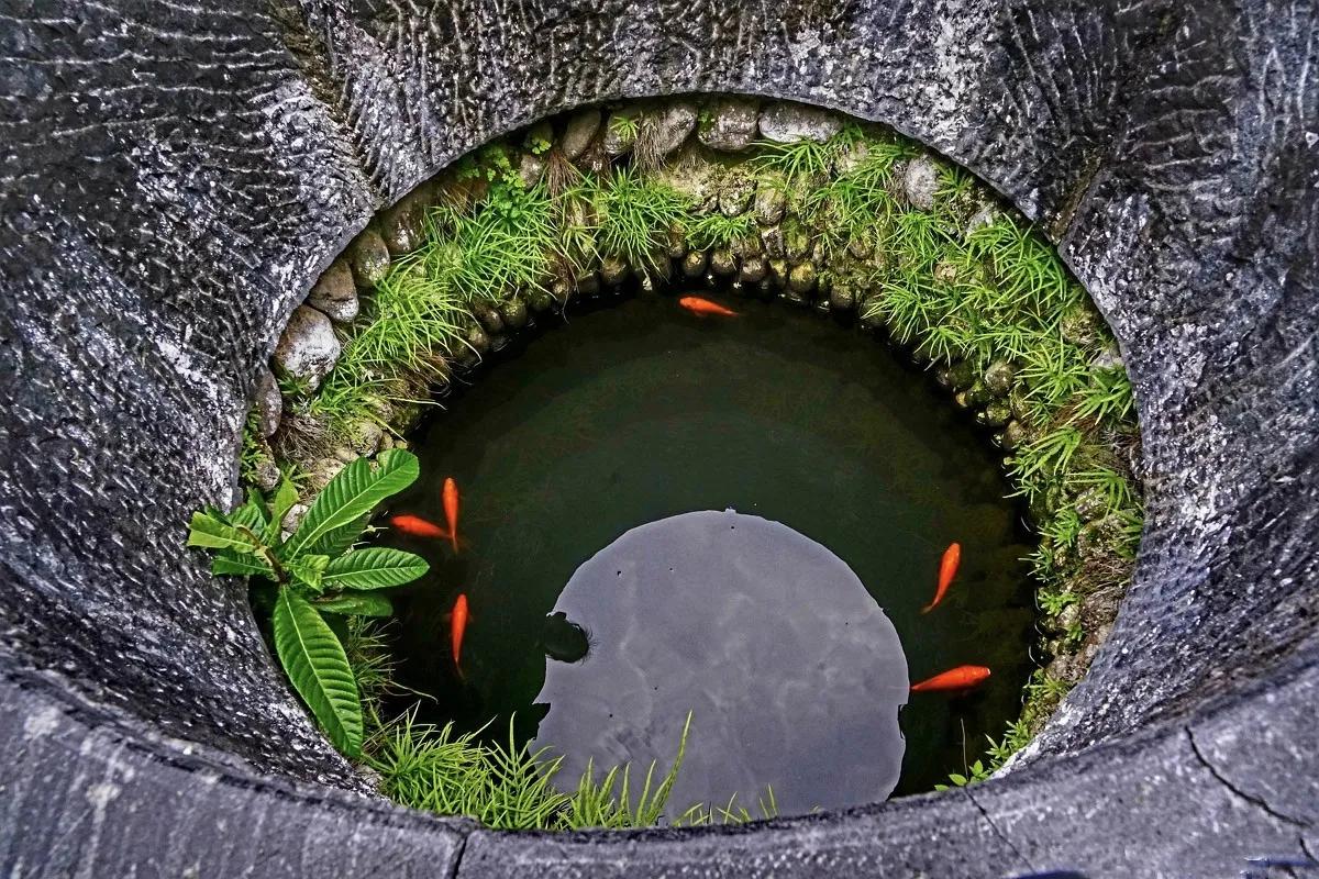 为什么不能吃井中鱼,湖泊里的鱼为什么没人吃