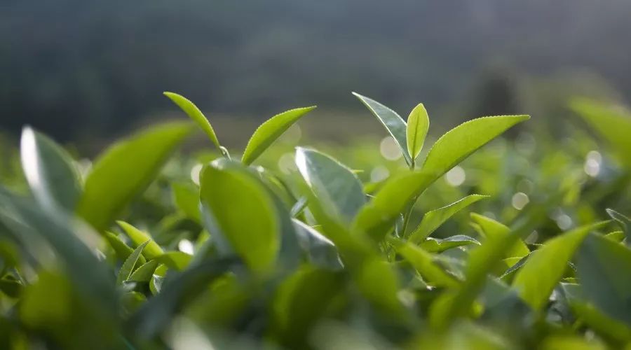 老成都盖碗茶茶艺表演的解说词,老成都盖碗茶茶艺