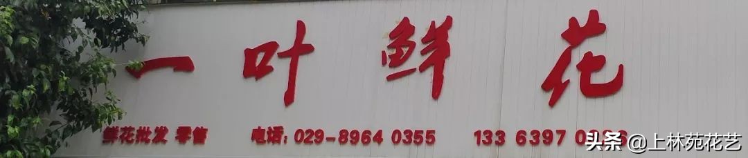 西安新年鲜花批发,西安鲜花店批发进货渠道